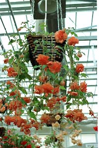 �ނ艺���鋅���x�S�j�A
