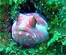 keruamadai.jpg(11406 byte)