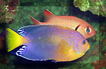 魚の写真