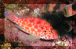 魚の写真