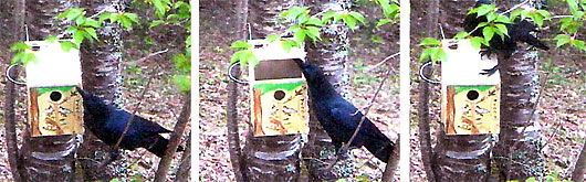 karasu.jpg(57153 byte)