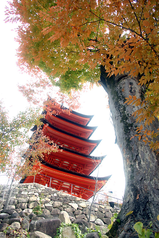 宮島紅葉　五重塔