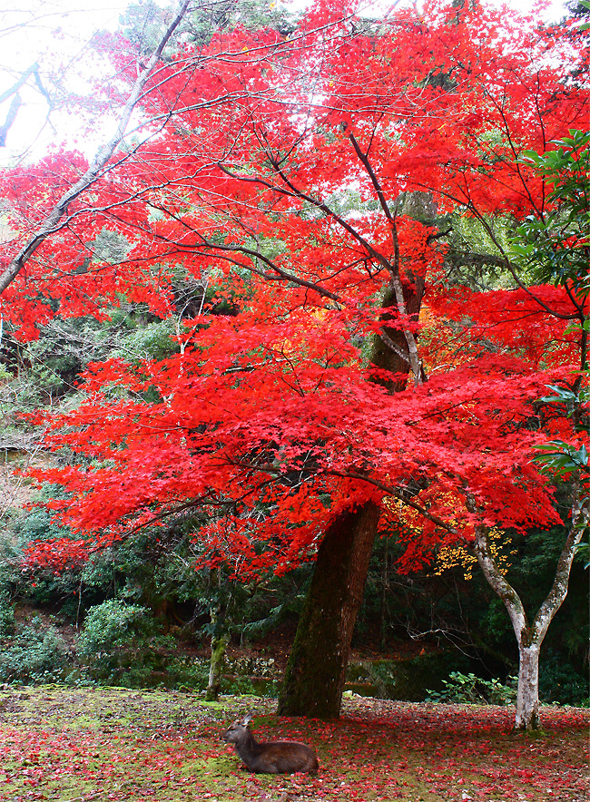 モミジと鹿 大元公園