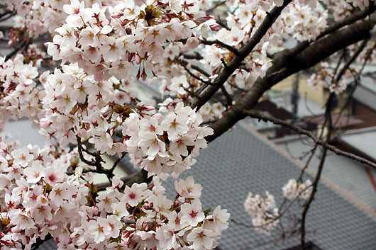 sakura.jpg(76420 byte)