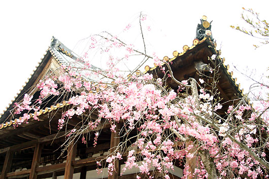 sakura10.jpg(87162 byte)