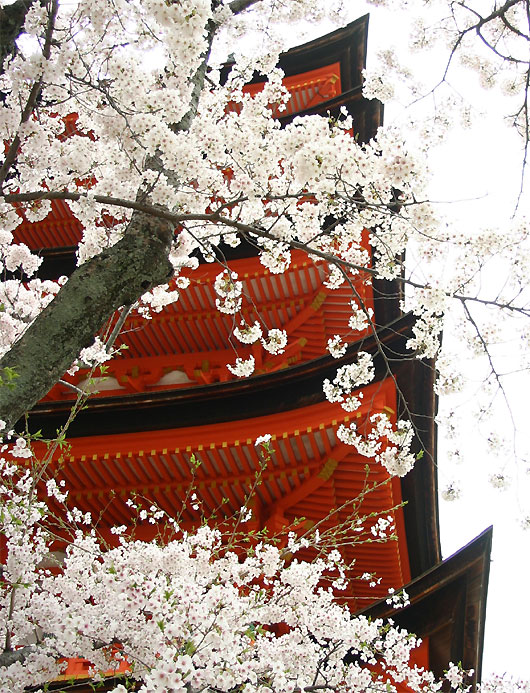 sakura2.jpg(177086 byte)