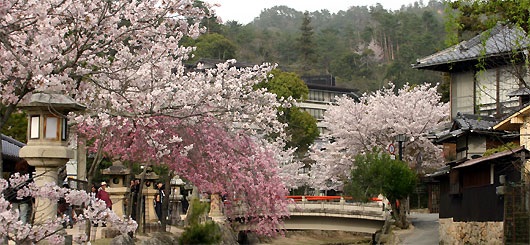 sakura7.jpg(64912 byte)