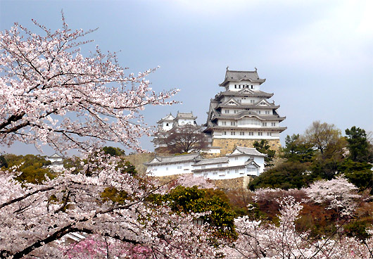 姫路城の桜