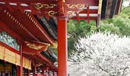 太宰府天満宮 飛梅(とびうめ)
