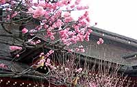 本殿左の梅 太宰府天満宮