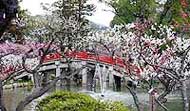 心字池のウメ 太宰府天満宮