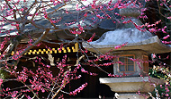 北野天満宮 梅
