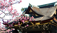 北野天満宮 ウメ