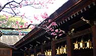 北野天満宮 回廊とウメ