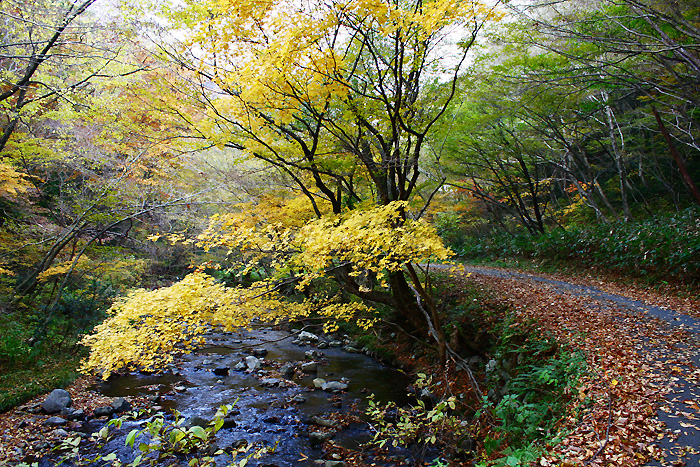 木地山川の紅葉