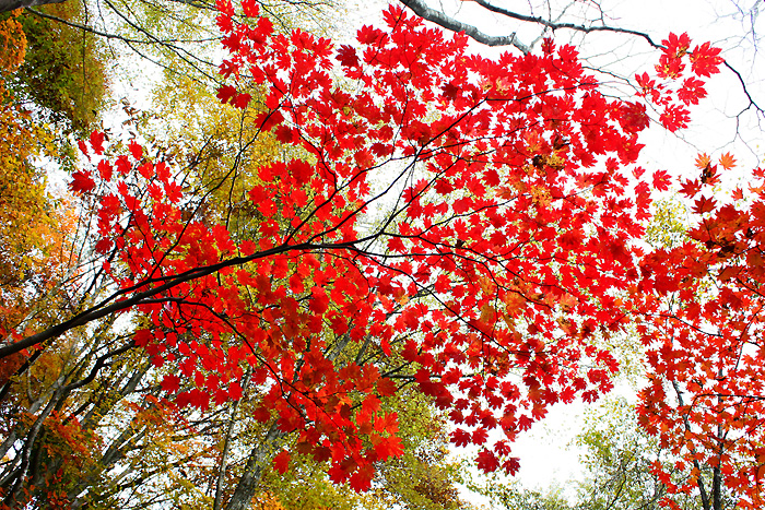 ハウチワカエデの紅葉