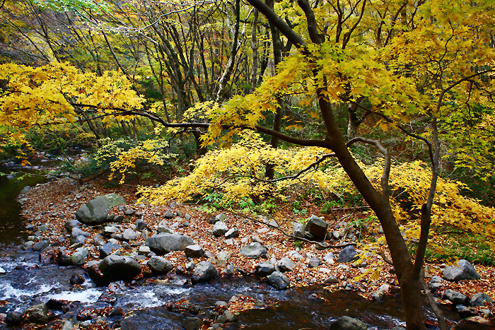 木地山峡のイロハモミジ
