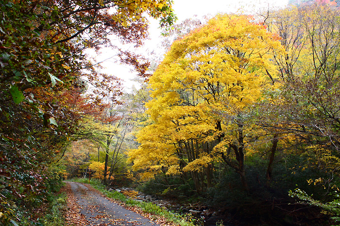木地山峡の秋