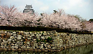 堀と桜と姫路城