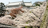 化粧櫓と桜