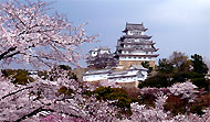 三の丸西の桜