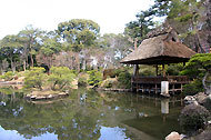 池島の松