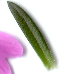 sibazakura5.jpg(9649 byte)