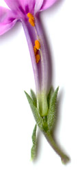 sibazakura6.jpg(6498 byte)