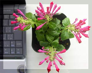 �X�N�e�����A 